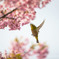 河津桜とメジロ