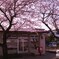 桜と郵便局舎