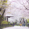 桜の散歩道