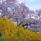 初桜