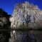 相野の夜桜
