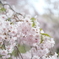 枝垂れ桜