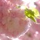 ちっちゃな虹