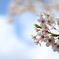 桜も終わりましたね、また来年