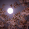 月と桜