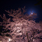 月と桜