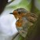 Rob the Robin