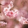 桜　1