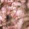 桜　2