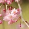桜　3