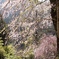 桜　4