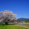 今年の桜1