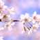 桜。