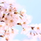 桜。