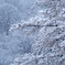 雪桜