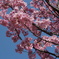 京都府立植物園の桜