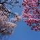 京都府立植物園の桜