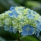 紫陽花