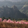 南阿蘇　桜