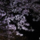 縮景園4