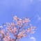 2018年　桜②
