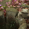 井戸蛙