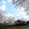 能登鹿島駅の桜