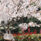 白 x 赤 = 桜色