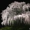 二本松市　合戦場のしだれ桜①