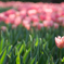 Tulip♡