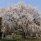 足羽山　枝垂れ桜