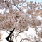 夕空、桜