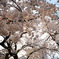 夕空、桜