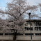 夕空、桜