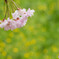 枝垂れ桜（２）
