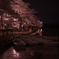 夜桜