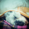 my pretty dog # 120