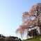 二本松市　合戦場のしだれ桜③