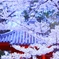 桜と祈り