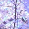鳥たちの花見