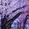 朝日の桜並木