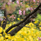 東寺の桜