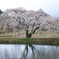 花園しだれ桜 1