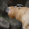20180407-takin