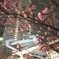 途切れたレールと八重桜。