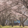 桜花遊泳