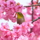 春・都立木場公園シリーズ2