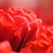 薔薇みたいなチューリップ
