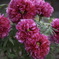 peonies