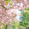 八重桜